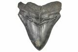 Fossil Megalodon Tooth - South Carolina #197862-1